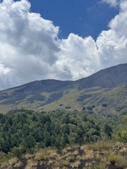 Betula pendula pendula