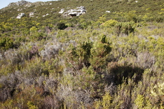 Leucadendron xanthoconus