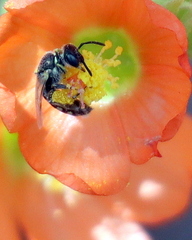 Perdita sphaeralceae