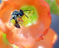 Perdita sphaeralceae