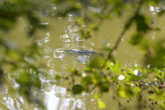 Cyprinus carpio