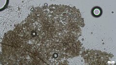 Lycoperdon