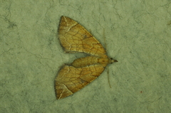 Eulithis testata