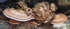 Ganoderma applanatum