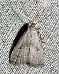 Hypenodes fractilinea