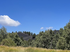 Betula pendula pendula