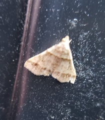 Phalaenophana pyramusalis