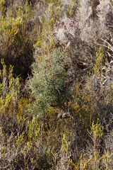 Hakea gibbosa
