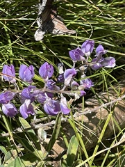 Lupinus argenteus