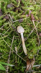 Lepiota