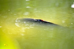 Cyprinus carpio