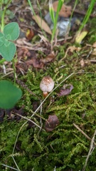 Lepiota