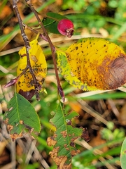 Amelanchier alnifolia