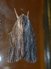 Acronicta lithospila