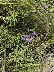 Lupinus argenteus