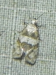Aethes argentilimitana