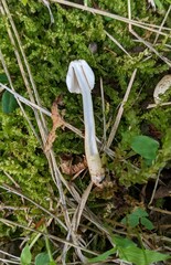 Lepiota