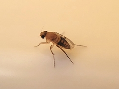 Phoridae
