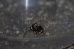 Bombus bifarius
