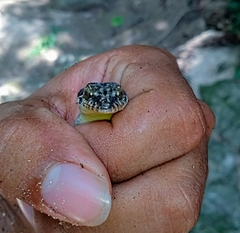 Phyllodactylus tuberculosus