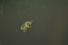 Acleris maculidorsana