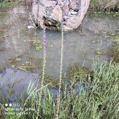 Lobelia fenestralis