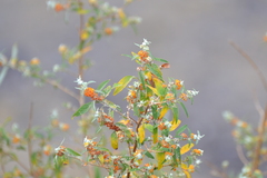 Buddleja tucumanensis