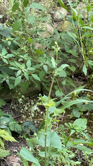 Lactuca canadensis