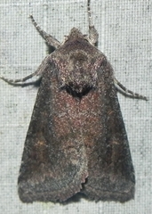 Lacinipolia meditata