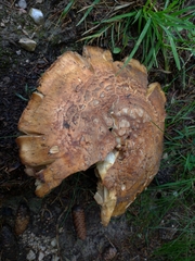 Basidiomycota