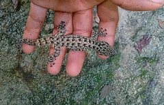 Phyllodactylus tuberculosus