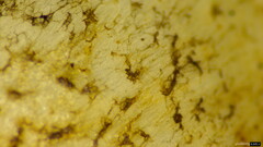 Lepiota