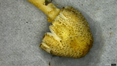 Lepiota