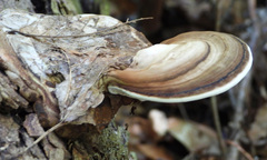 Ganoderma applanatum