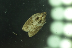 Acleris maculidorsana