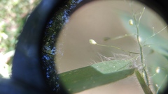 Dichanthelium praecocius