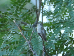 Archilochus alexandri