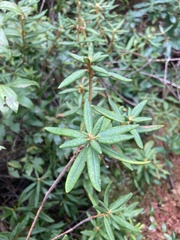 Rhododendron groenlandicum