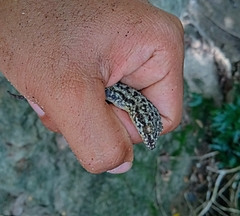 Phyllodactylus tuberculosus