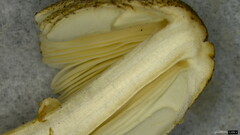 Lepiota