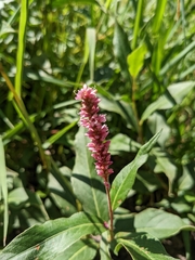 Persicaria pensylvanica