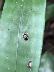 Ischnocodia annulus