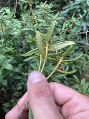 Rhododendron groenlandicum