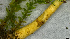 Lepiota