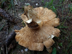 Basidiomycota
