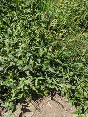 Persicaria pensylvanica