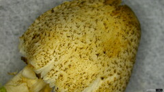 Lepiota