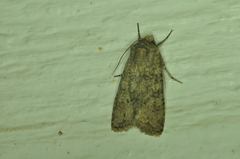 Peridroma saucia