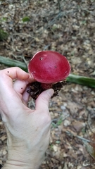 Butyriboletus frostii image
