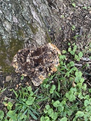 Pseudoinonotus dryadeus